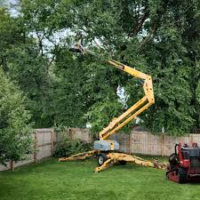 Rancho Cordova, CA Tree Removal and Landscaping Services Company